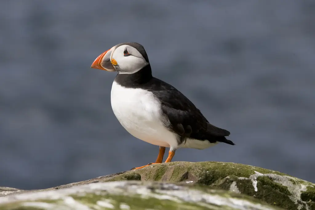 Atlantic puffin