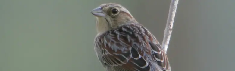 Bachman's sparrow