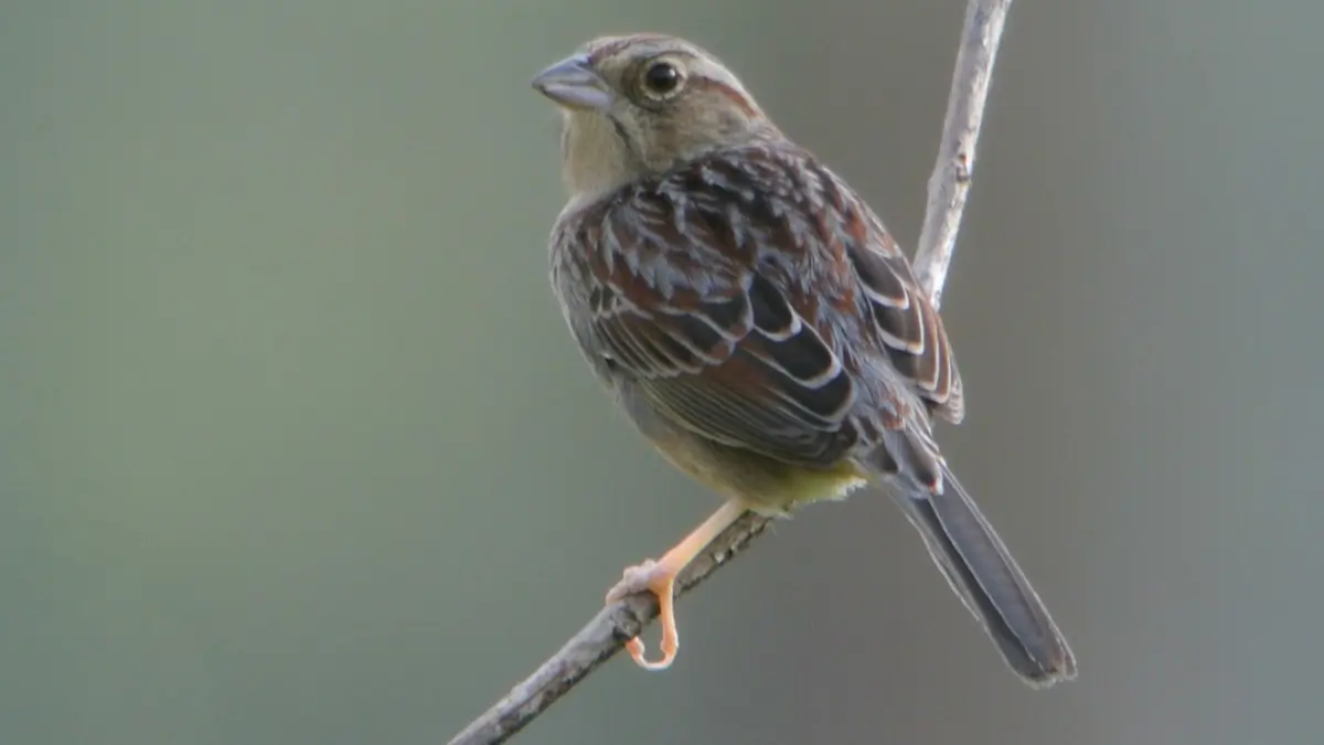 Bachman's sparrow