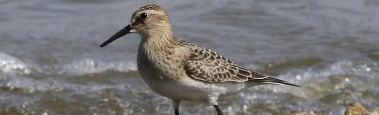 Baird's sandpiper
