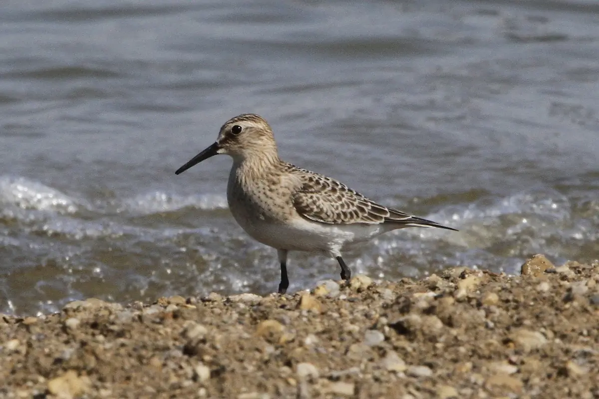 Baird's sandpiper