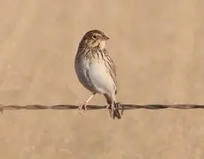Baird's sparrow