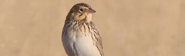 Baird's sparrow