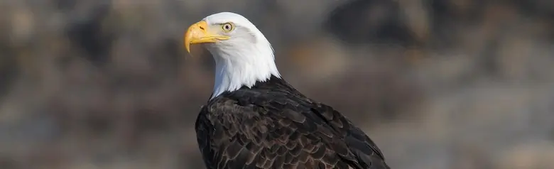 Bald eagle
