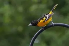 Baltimore oriole