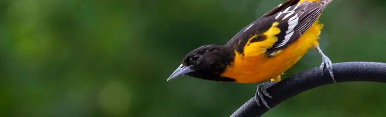 Baltimore oriole