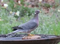 Band-tailed pigeon