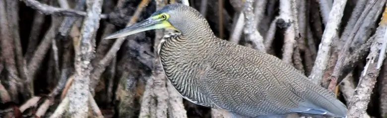 Bare-throated tiger heron