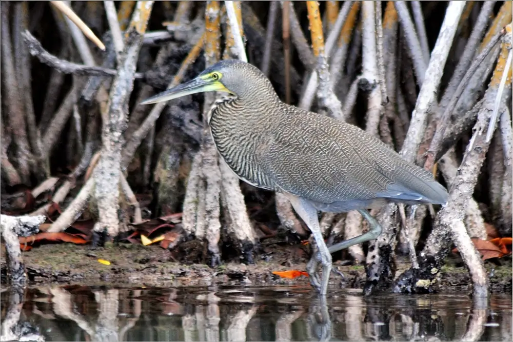 Bare-throated tiger heron