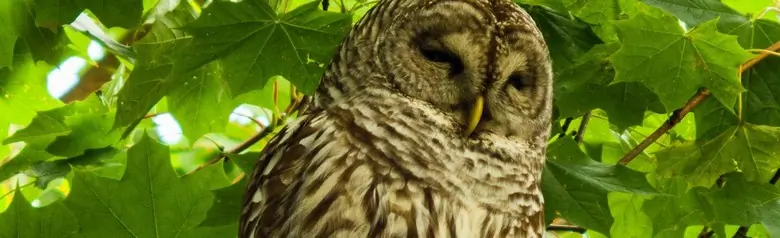 Barred owl