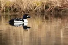 Barrow's goldeneye
