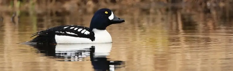 Barrow's goldeneye
