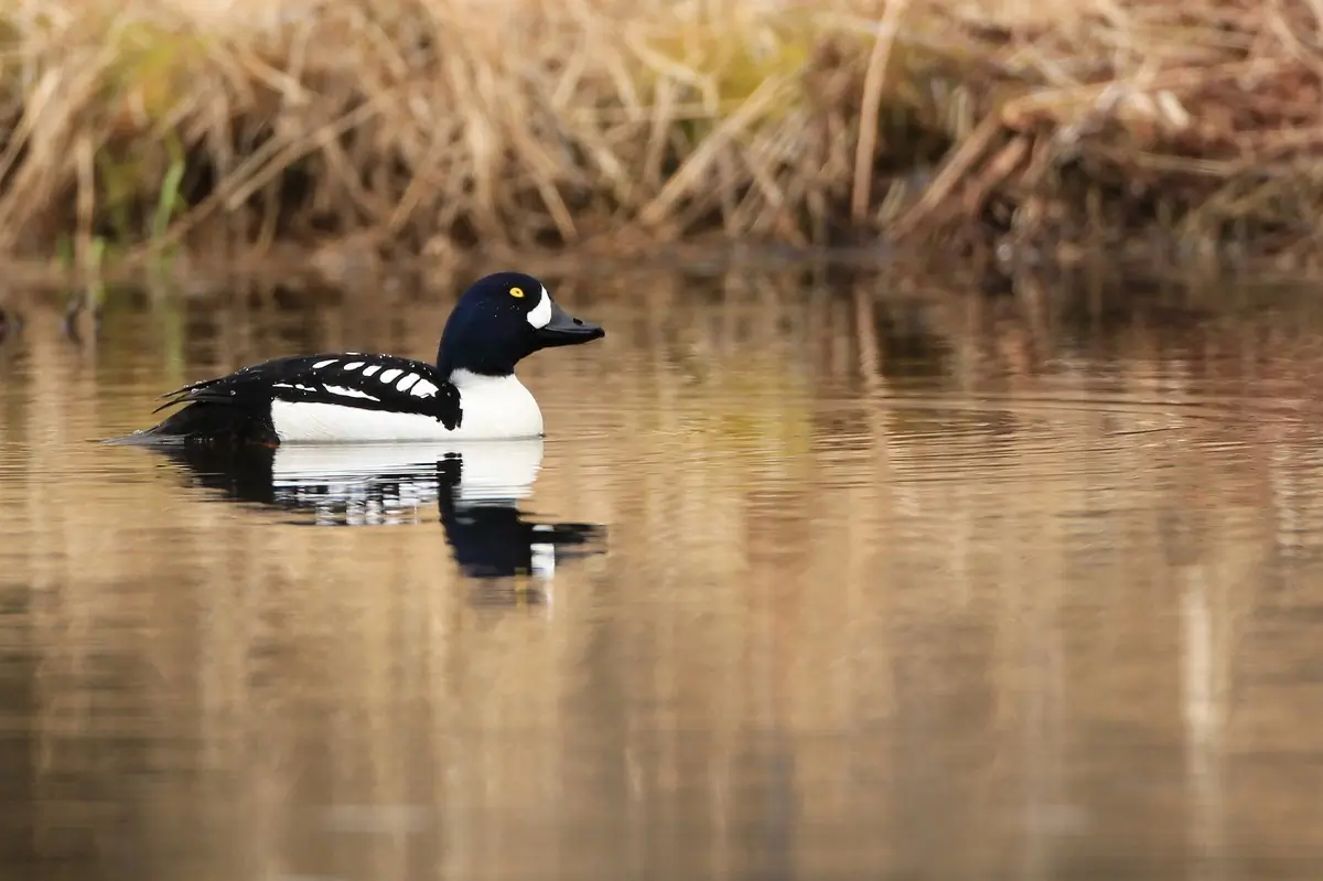 Barrow's goldeneye