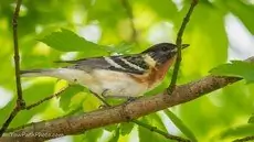 Bay-breasted warbler