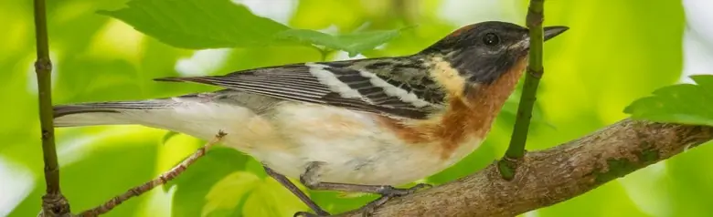 Bay-breasted warbler