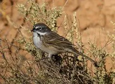 Bell's sparrow