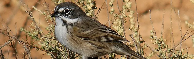 Bell's sparrow