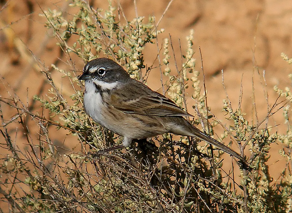 Bell's sparrow