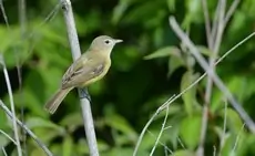 Bell's vireo