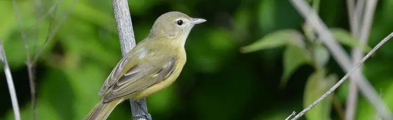 Bell's vireo