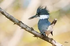 Belted kingfisher