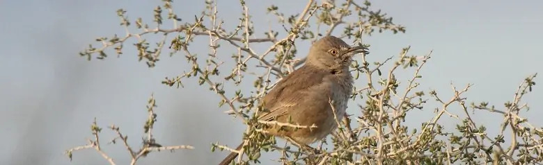 Bendire's thrasher