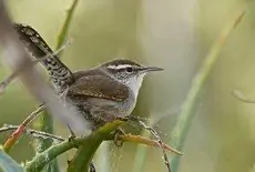 Bewick's wren