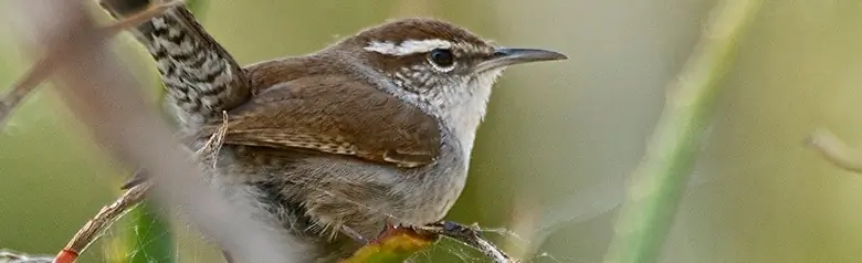 Bewick's wren