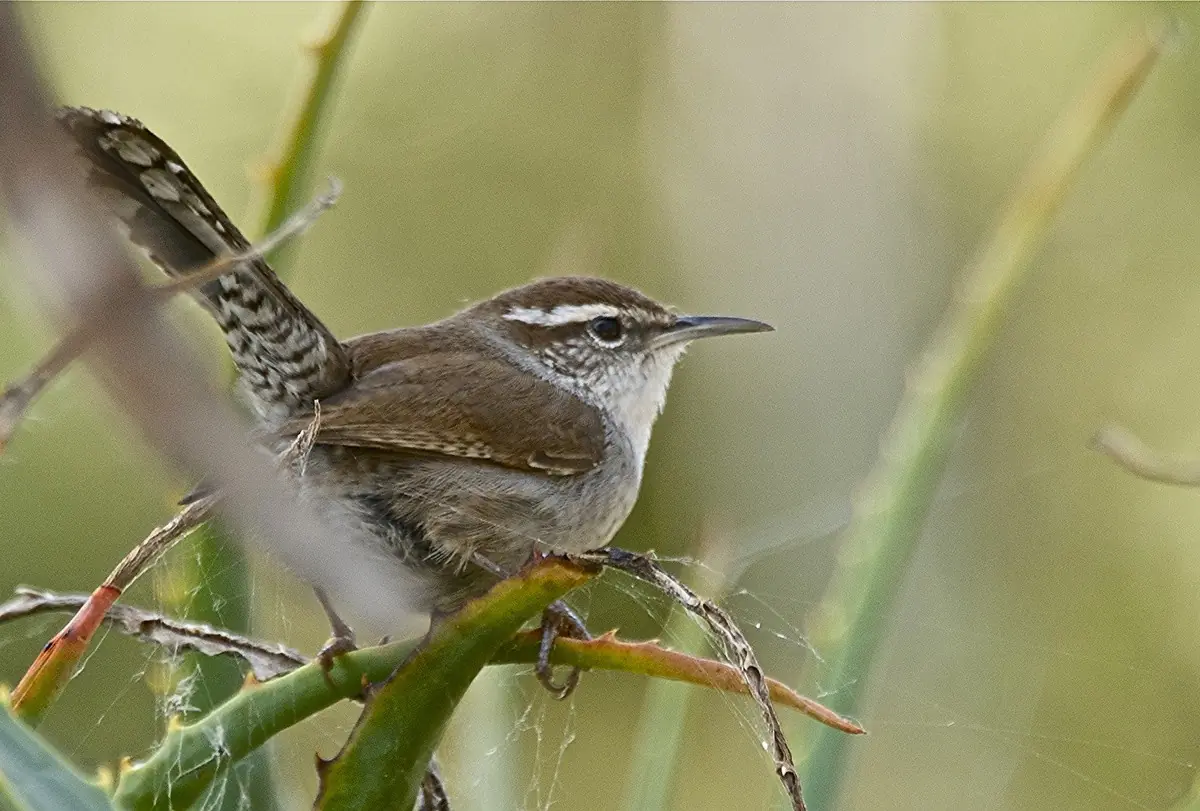 Bewick's wren
