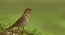Bicknell's thrush