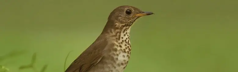 Bicknell's thrush