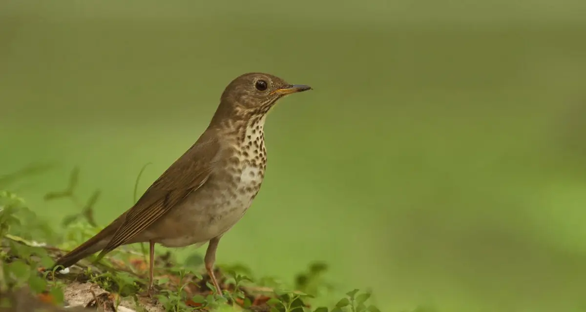 Bicknell's thrush