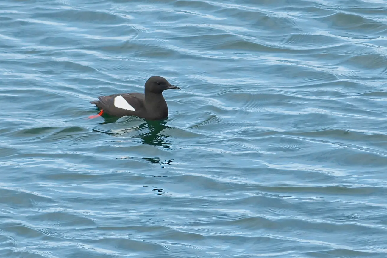 Black guillemot
