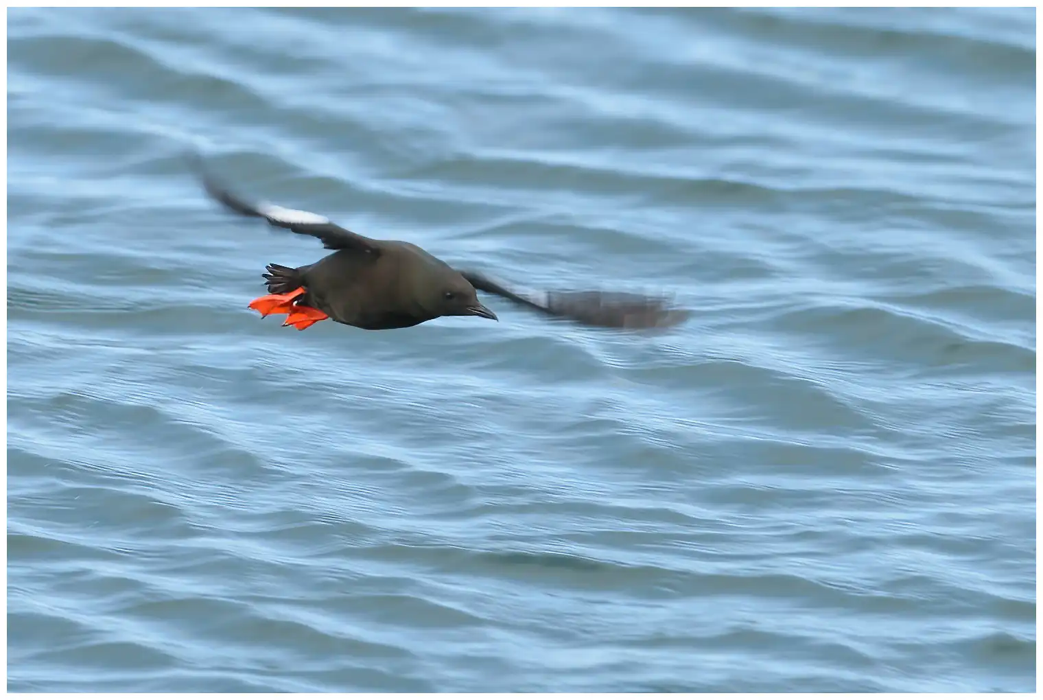 Black guillemot