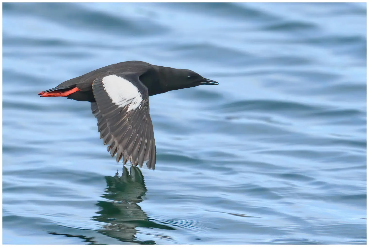 Black guillemot