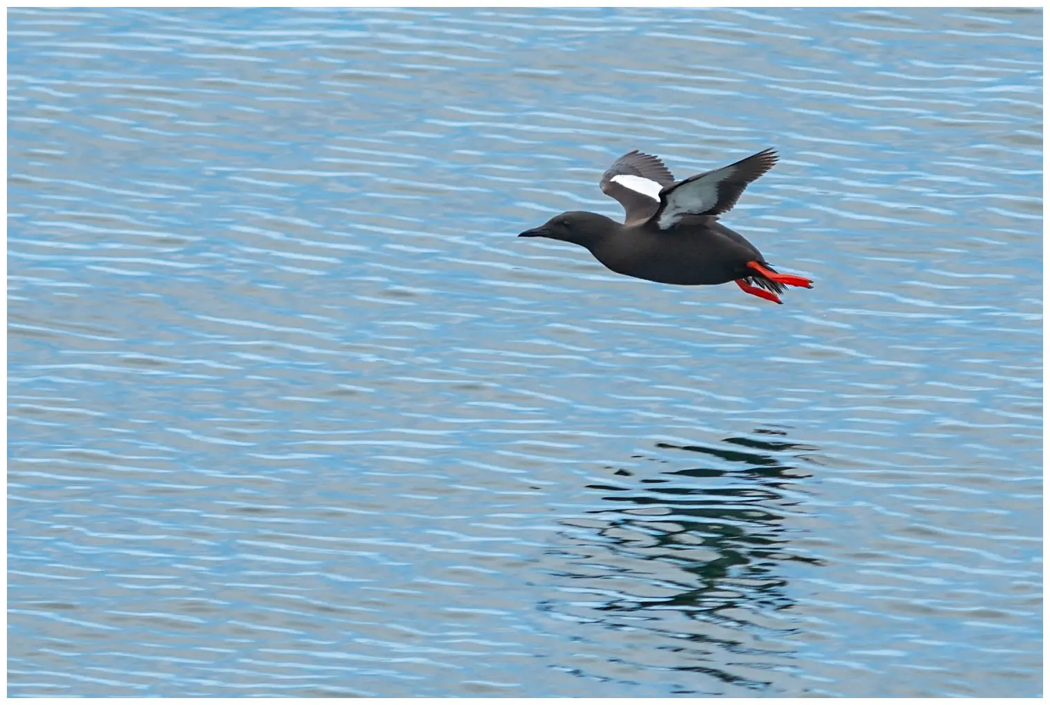 Black guillemot