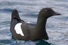 Black guillemot