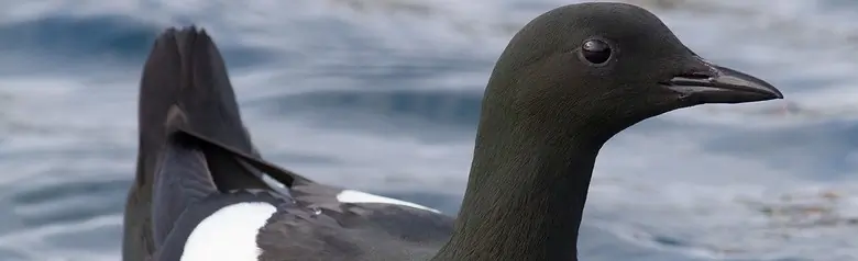 Black guillemot