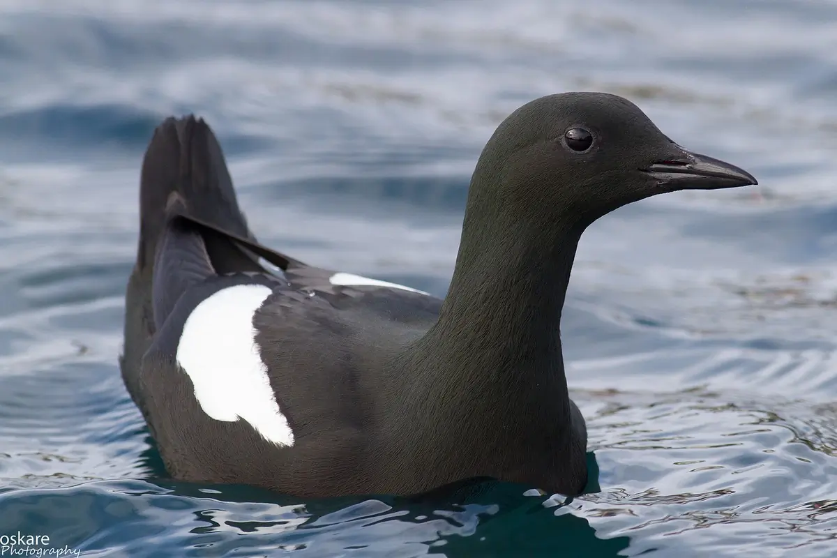 Black guillemot