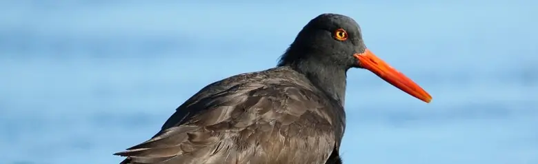 Black oystercatcher