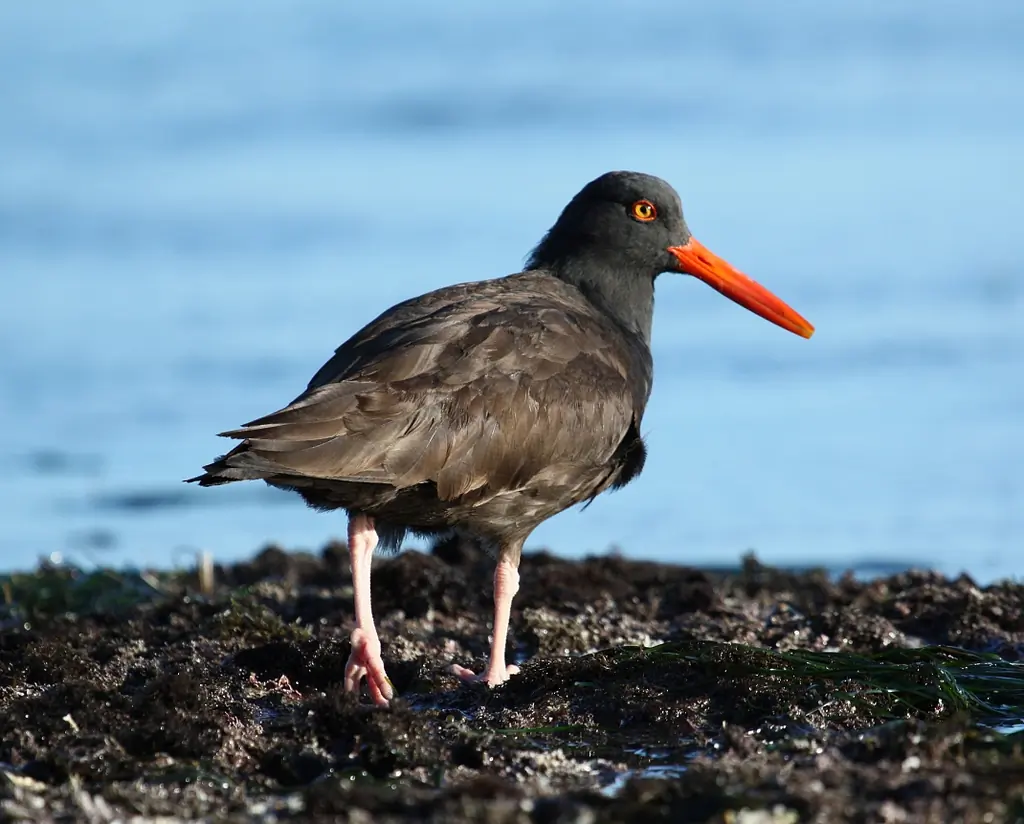 Black oystercatcher