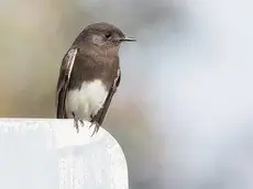 Black phoebe