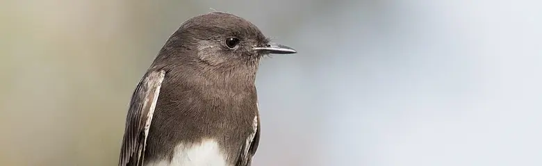 Black phoebe