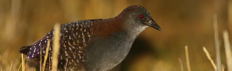 Black rail