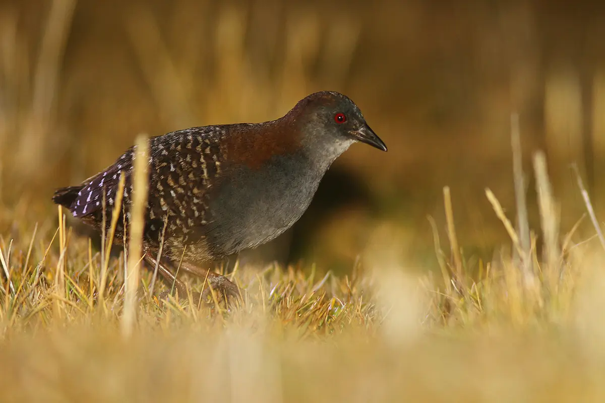 Black rail