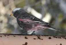 Black rosy finch