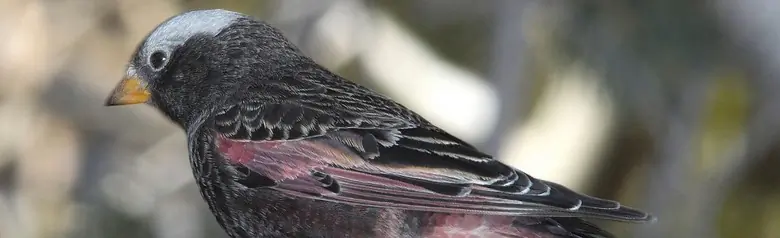 Black rosy finch