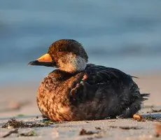 Black scoter