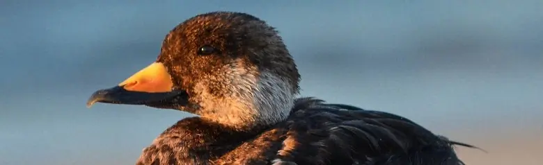Black scoter