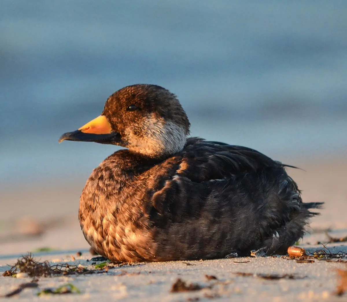 Black scoter